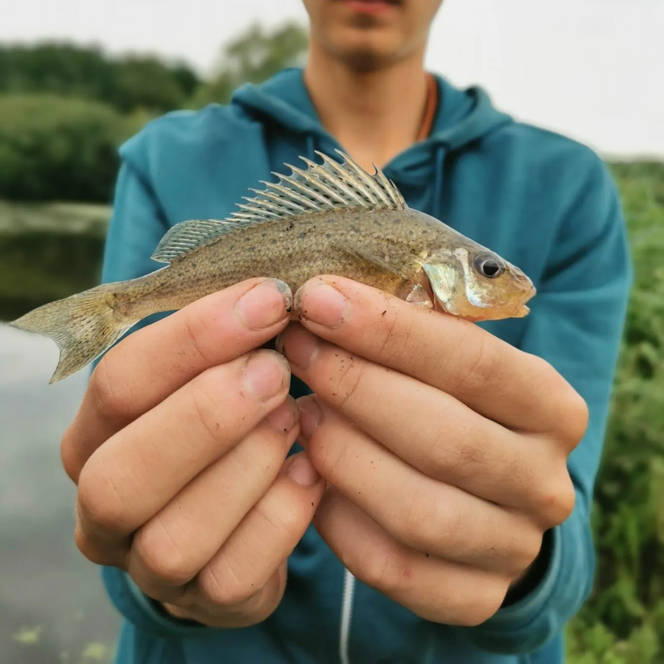 The most recent Eurasian ruffe catches on Fishbrain