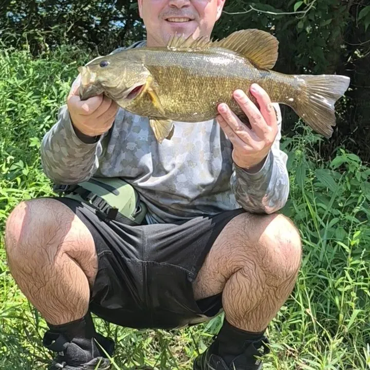 Smallmouth bass caught on Fishbrain