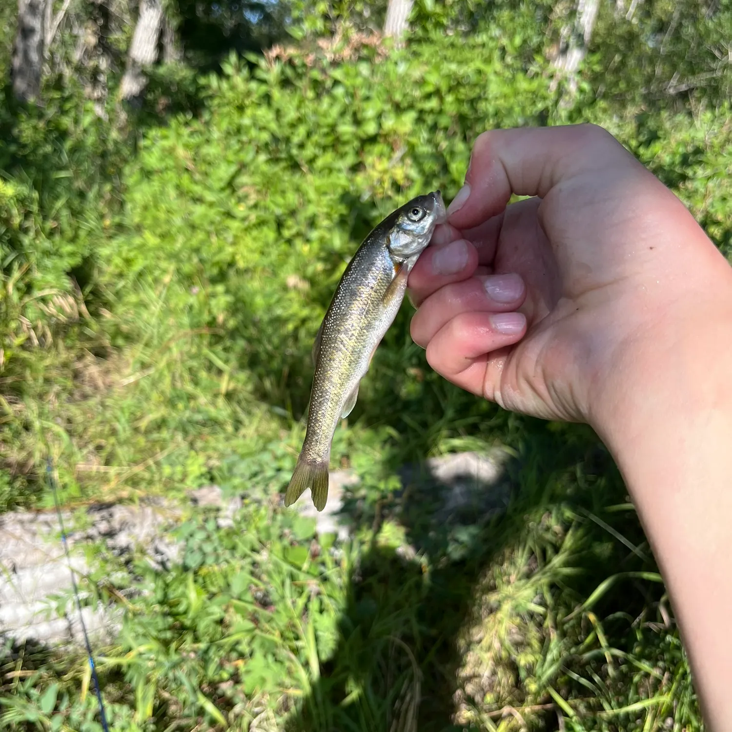 The most recent Lake chub catches on Fishbrain