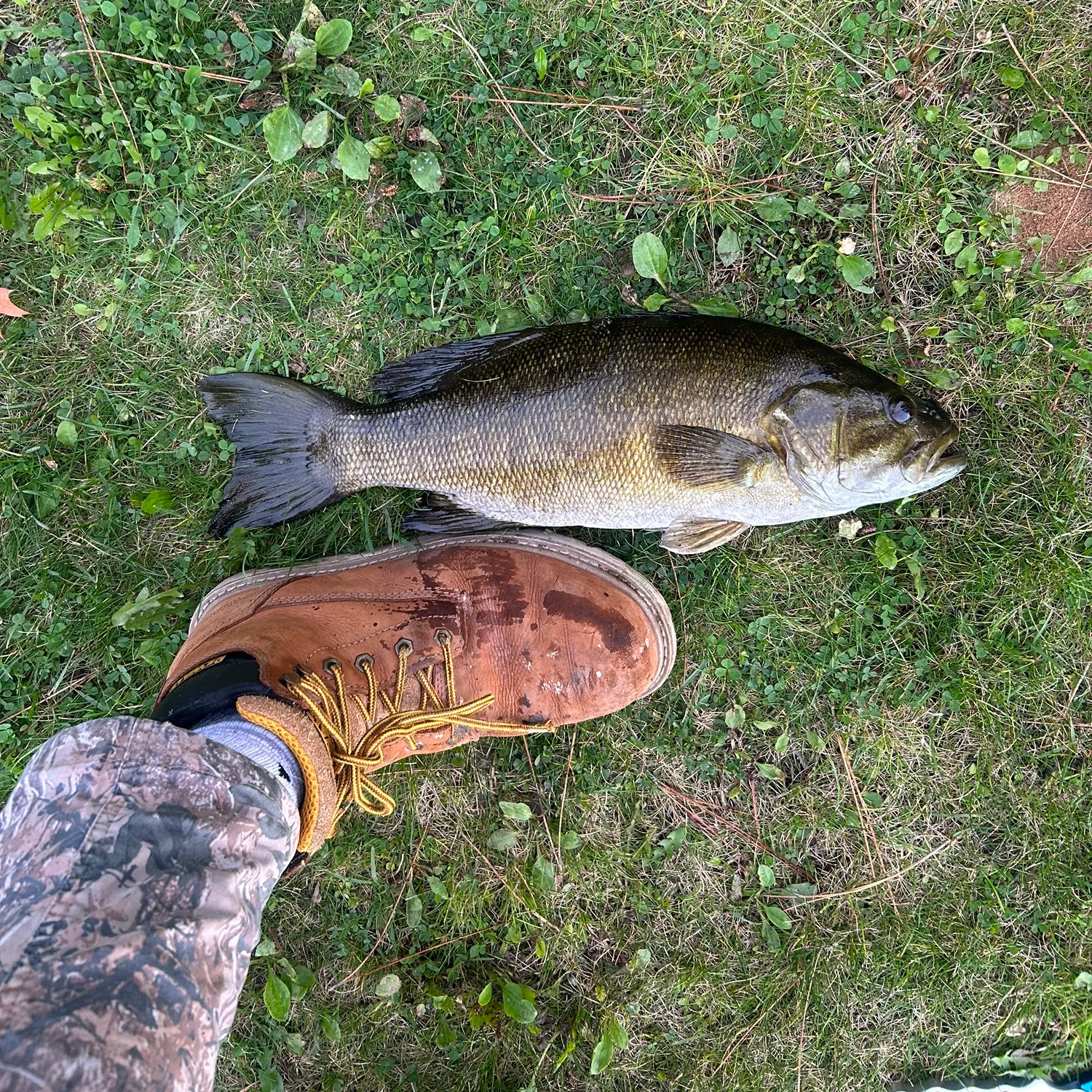 Smallmouth bass caught on Fishbrain