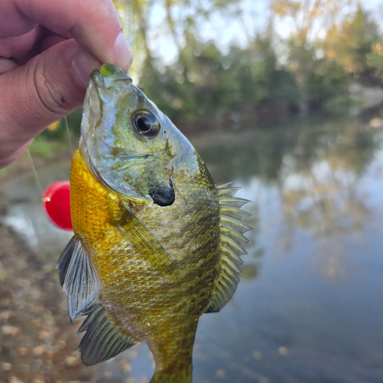 Bluegill caught on Fishbrain