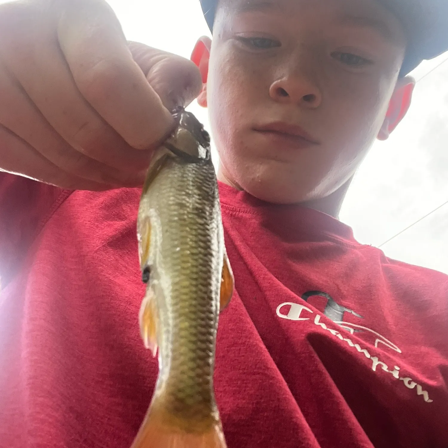 River chub caught on Fishbrain
