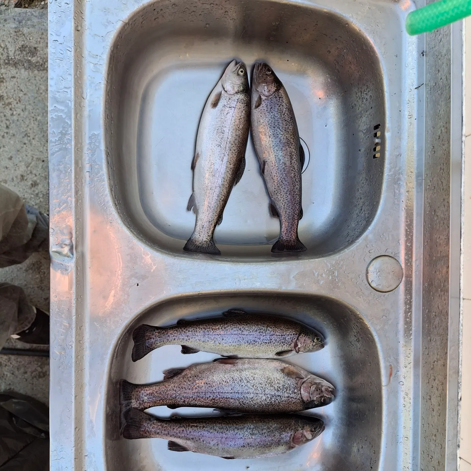 Rainbow trout caught on Fishbrain