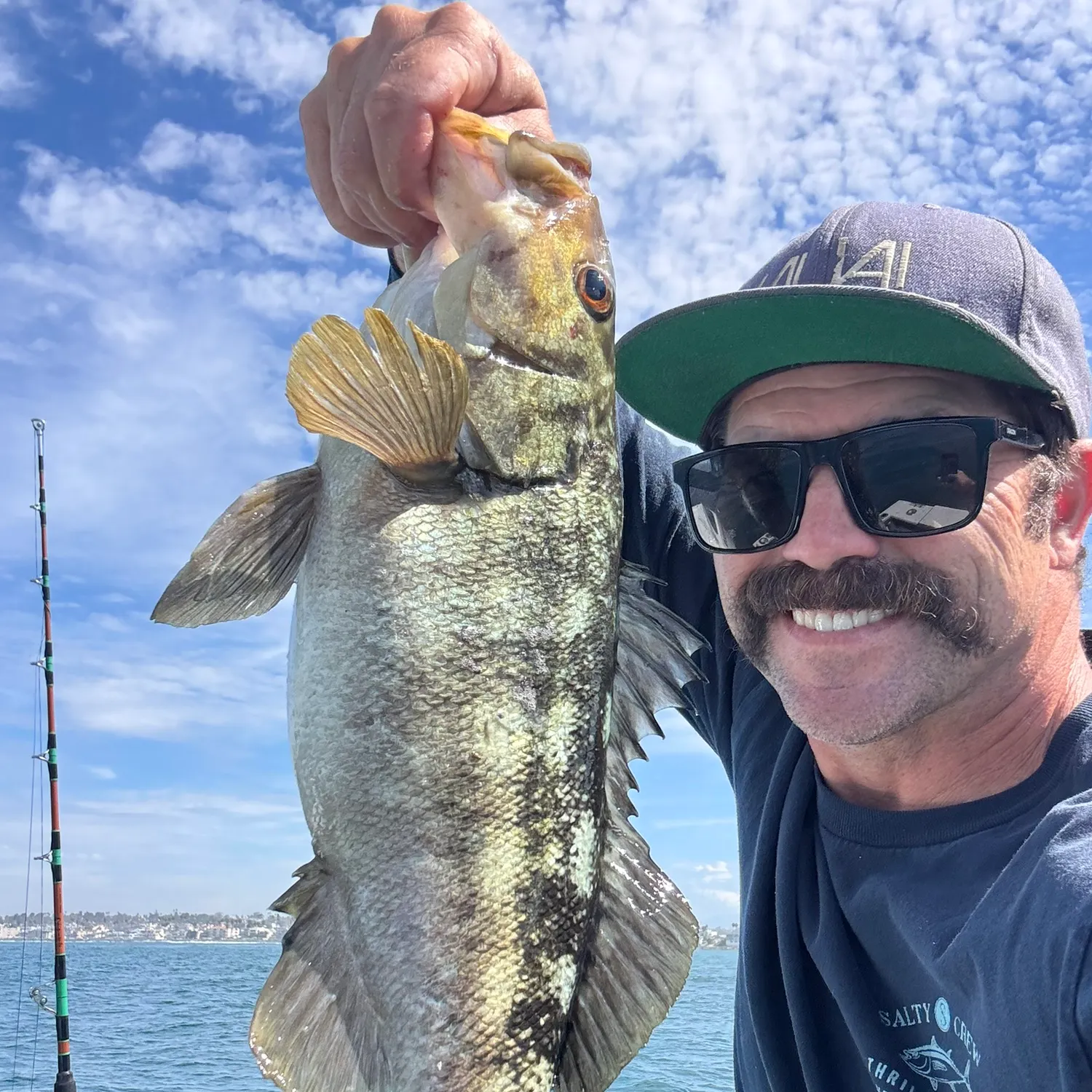 Kelp bass caught on Fishbrain