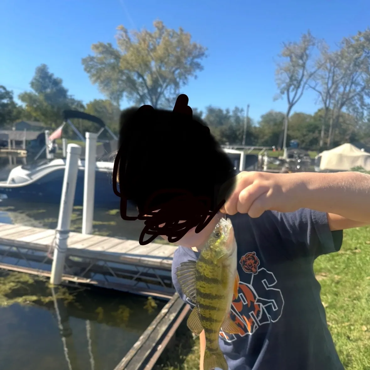 Yellow perch caught on Fishbrain