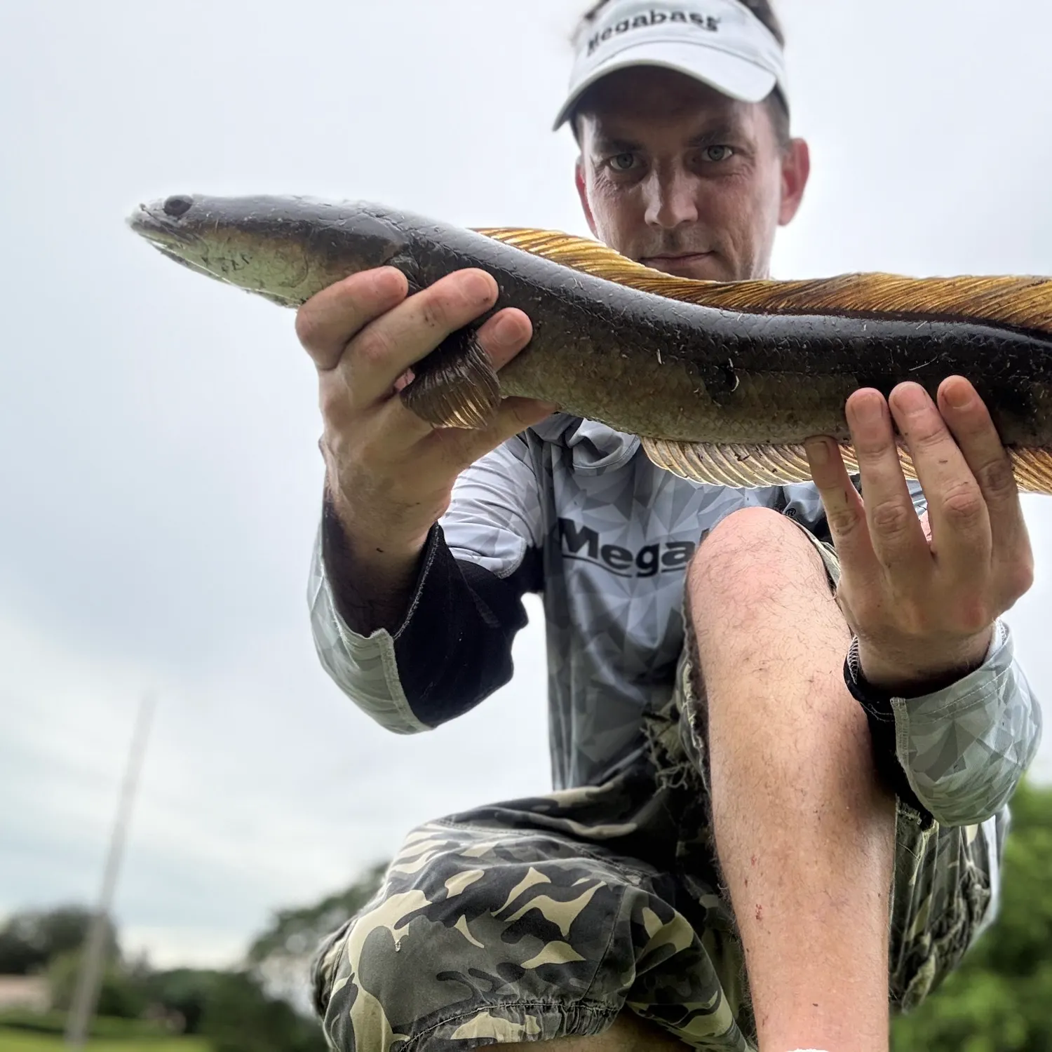 Bullseye snakehead caught on Fishbrain