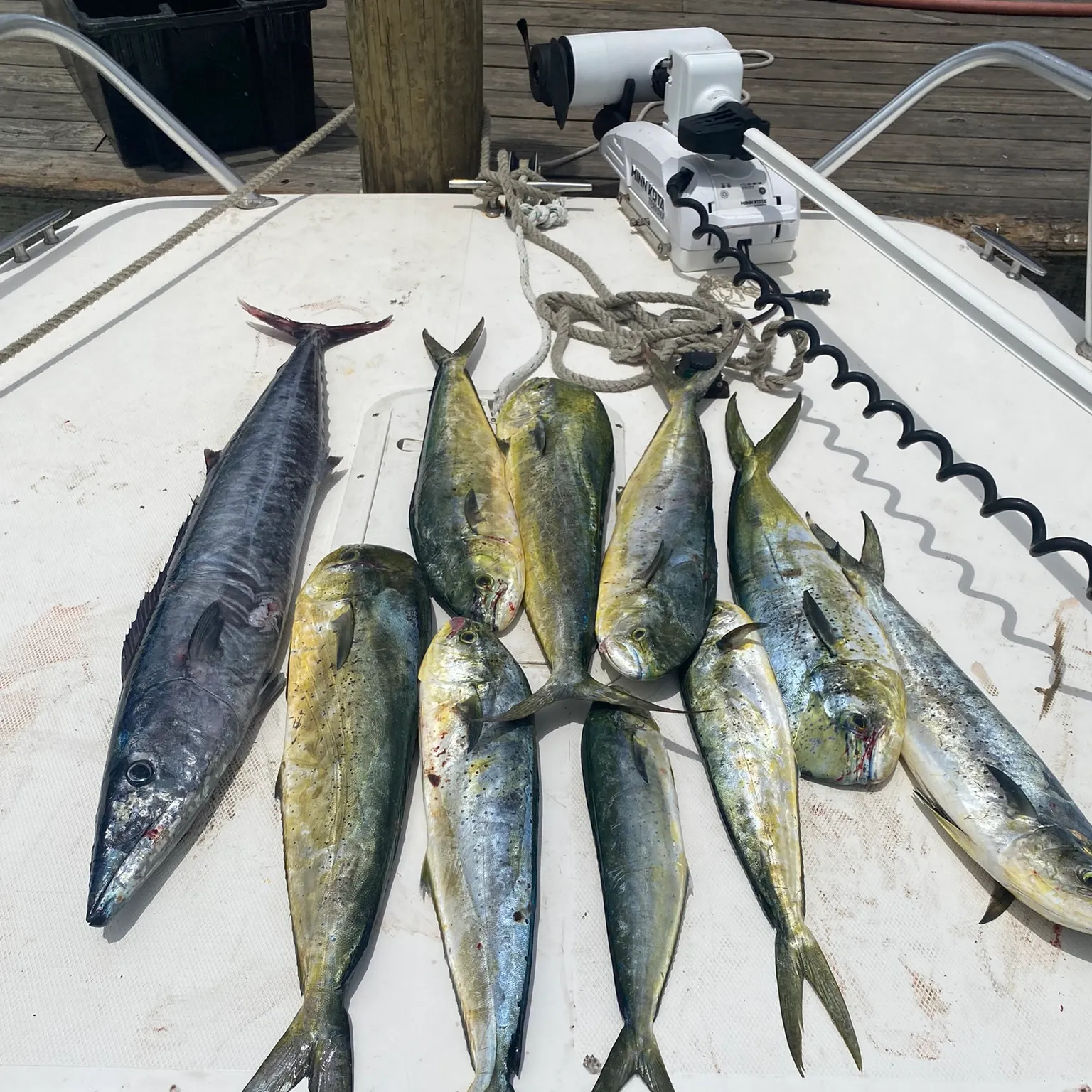 The most recent Wahoo catches on Fishbrain