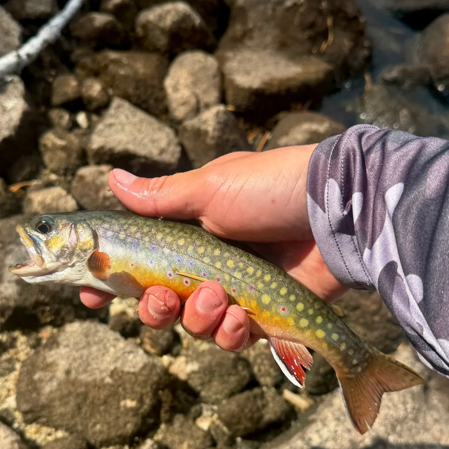 Brook trout caught on Fishbrain