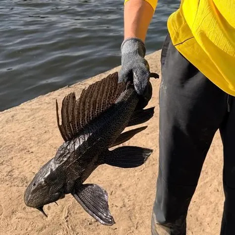 The most recent Snow Pleco catches on Fishbrain