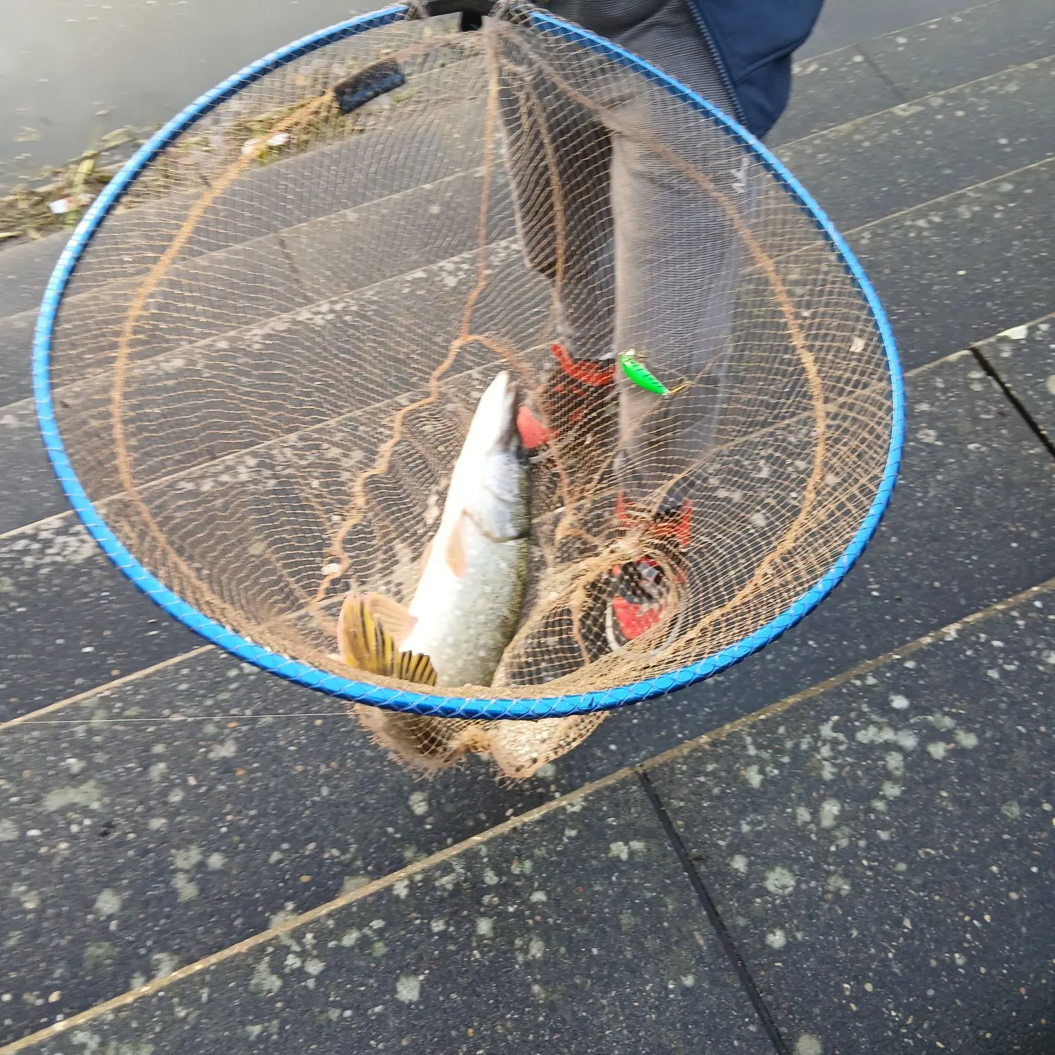 Northern pike caught on Fishbrain