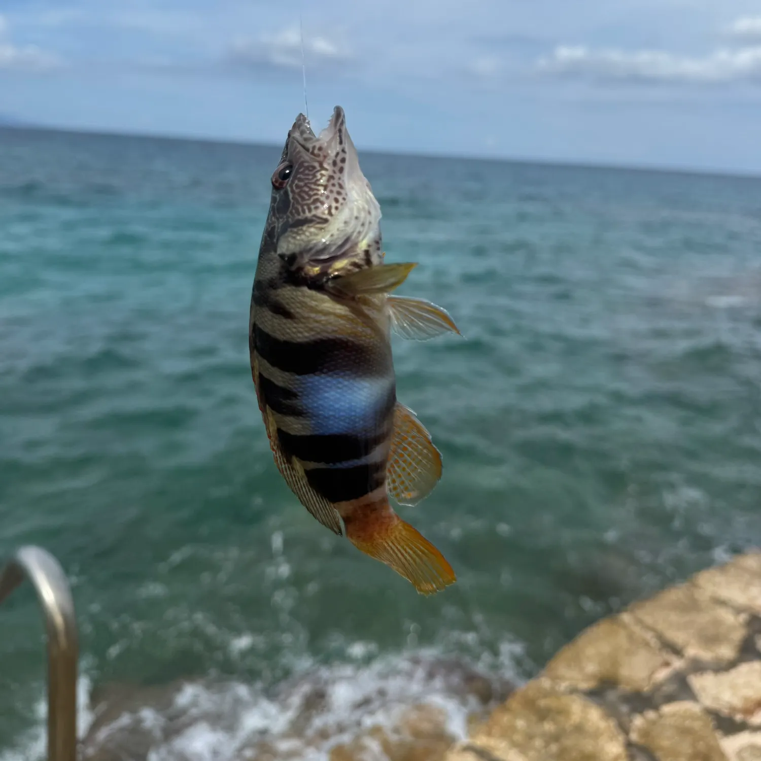 Painted comber caught on Fishbrain