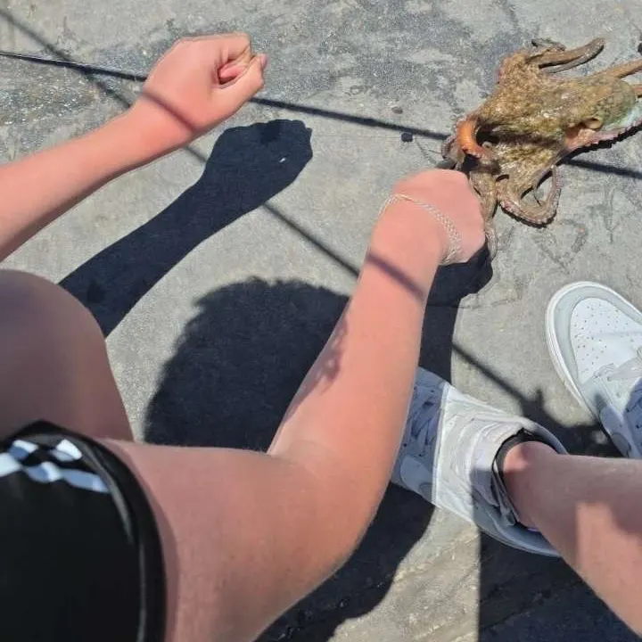 The most recent Hammer octopus catches on Fishbrain