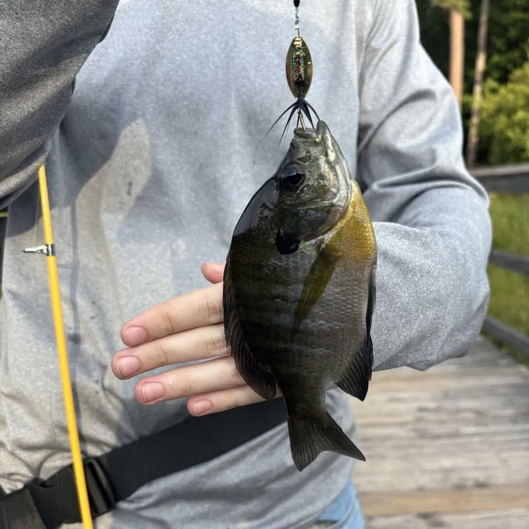 Bluegill caught on Fishbrain