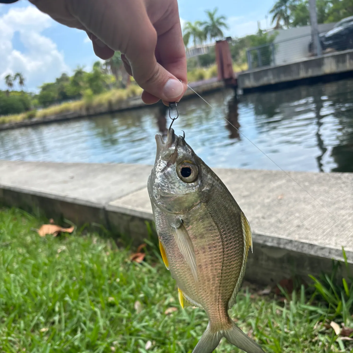The most recent Yellowfin mojarra catches on Fishbrain