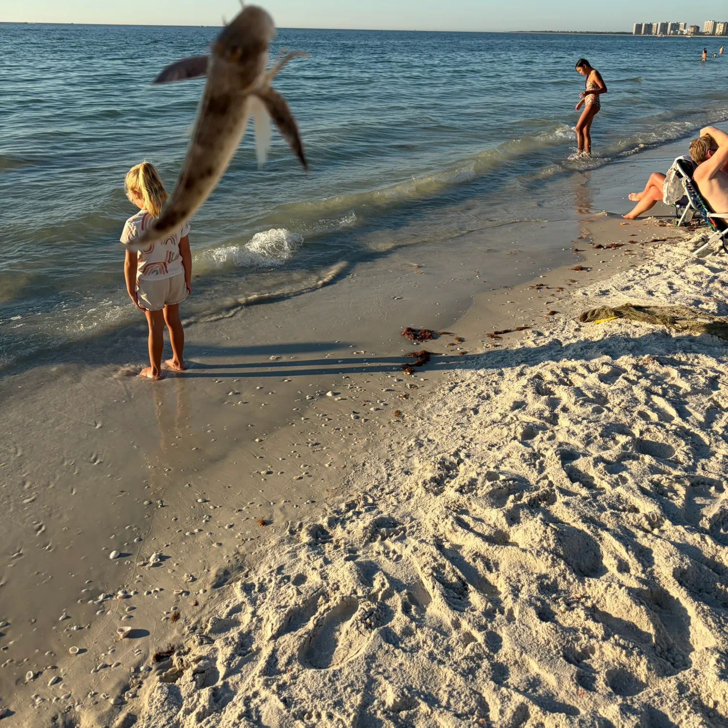 The most recent Northern searobin catches on Fishbrain