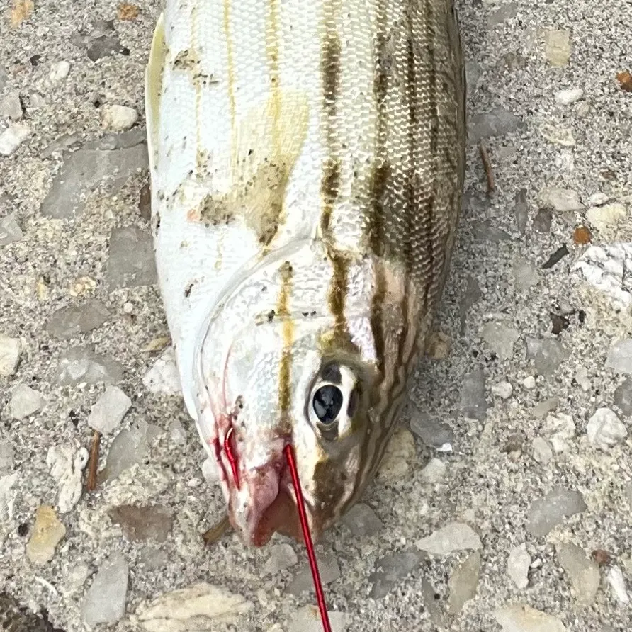 The most recent Eastern striped grunter catches on Fishbrain