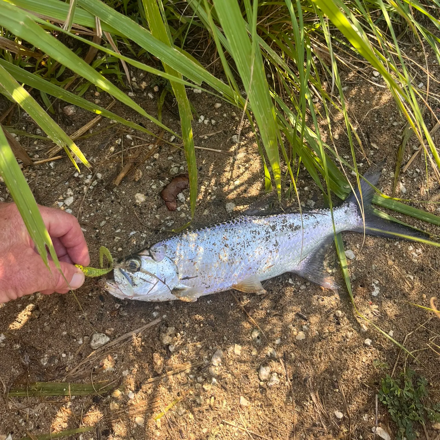 The most recent Tarpon catches on Fishbrain