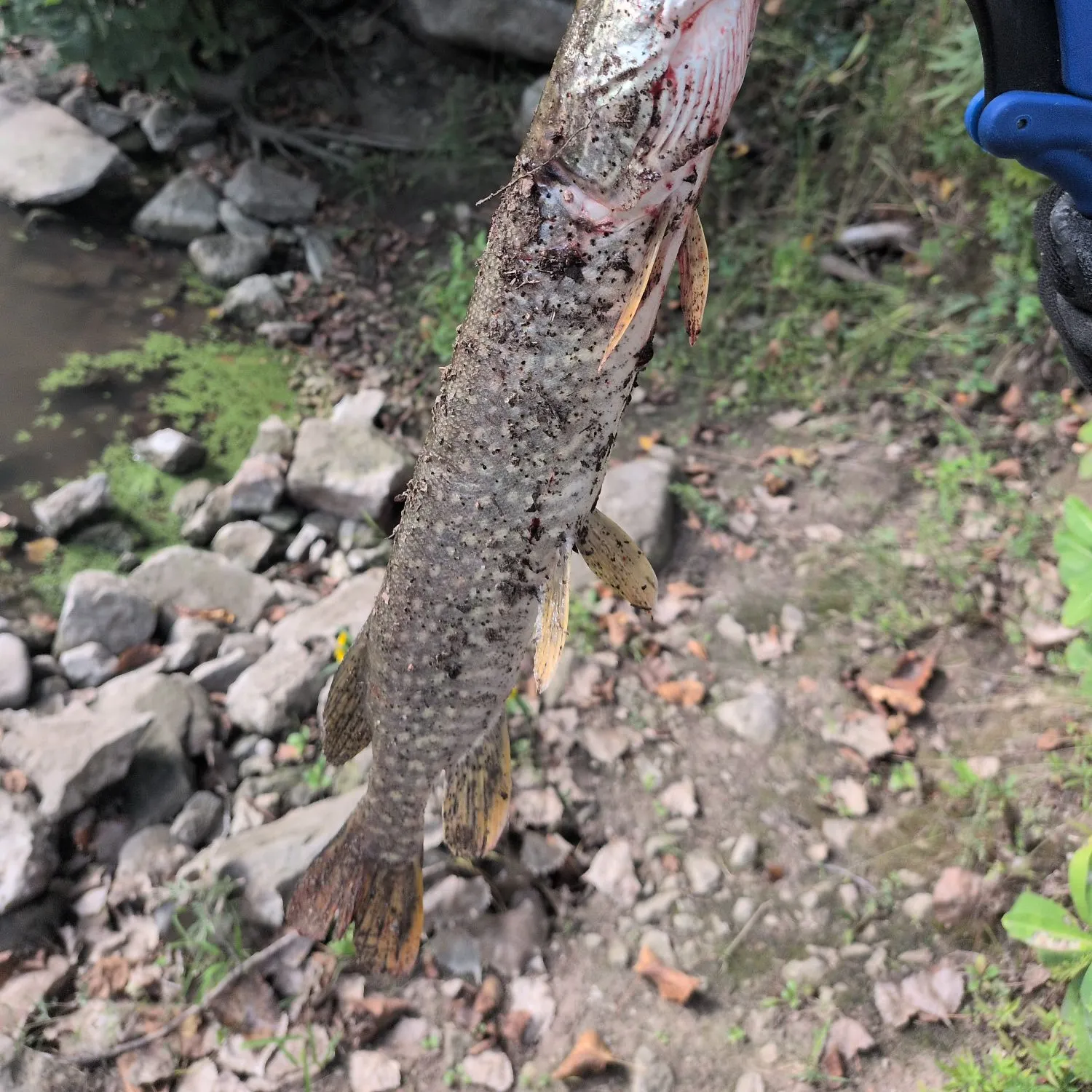 Northern pike caught on Fishbrain