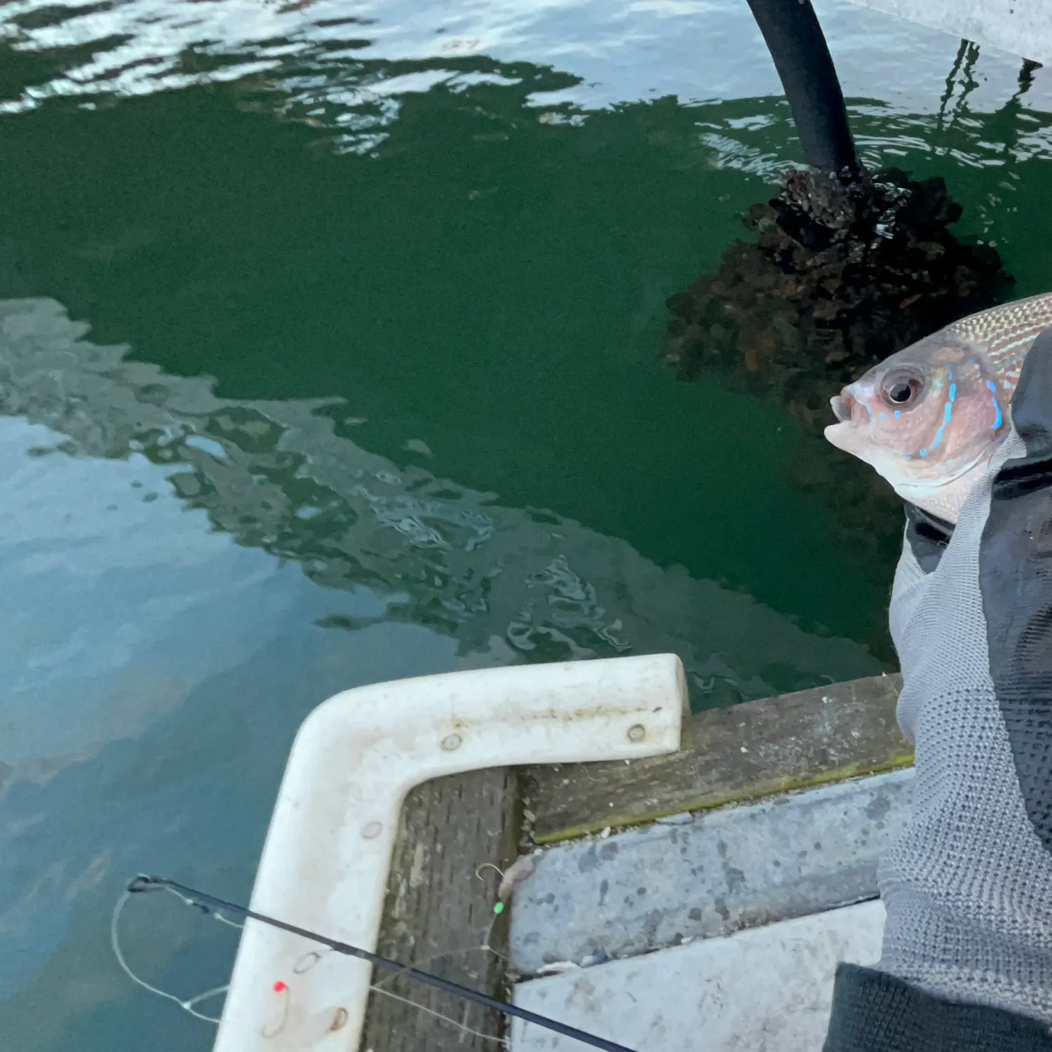 The most recent Striped seaperch catches on Fishbrain