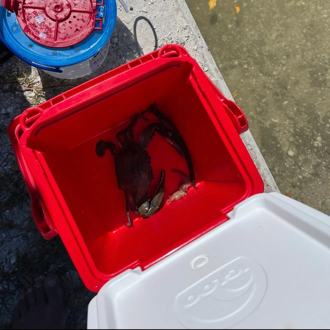 The most recent Blue swimmer crab catches on Fishbrain