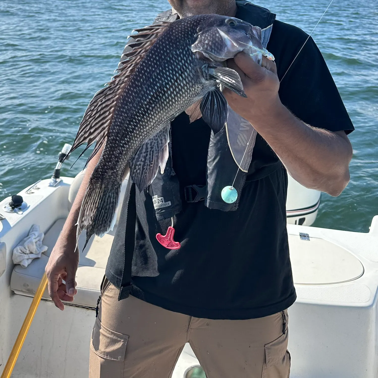 The most recent Black sea bass catches on Fishbrain