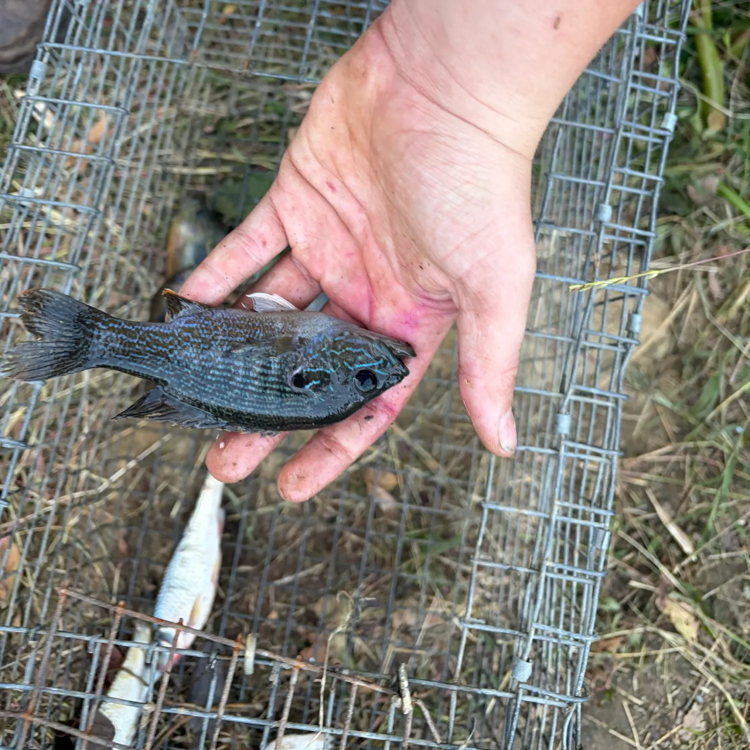 Green sunfish caught on Fishbrain