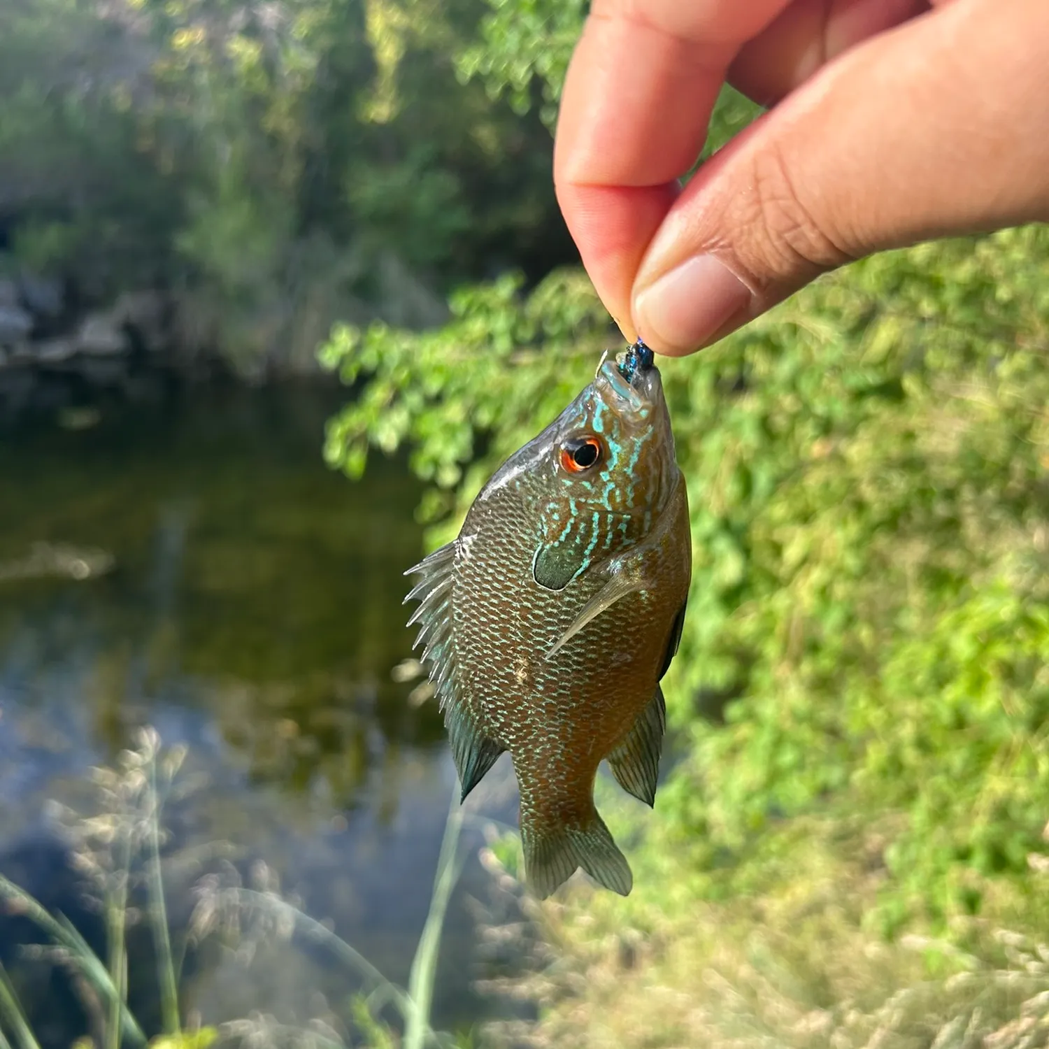 Longear sunfish caught on Fishbrain