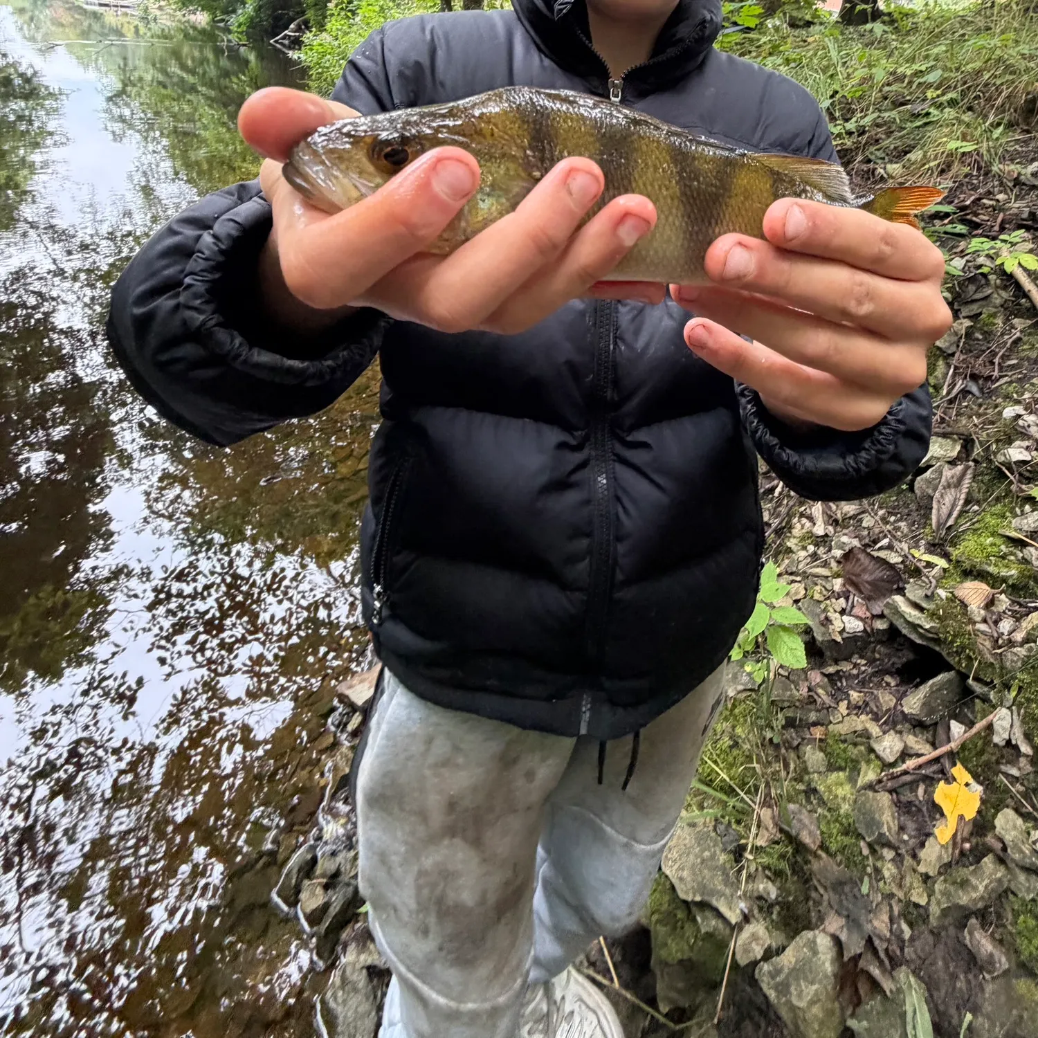 European perch caught on Fishbrain