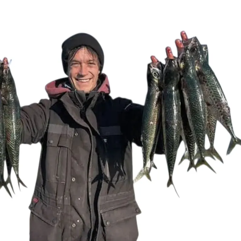 The most recent Blue mackerel catches on Fishbrain