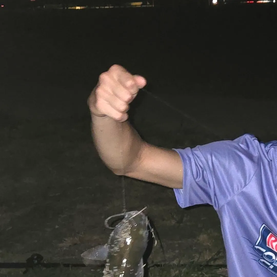Channel catfish caught on Fishbrain