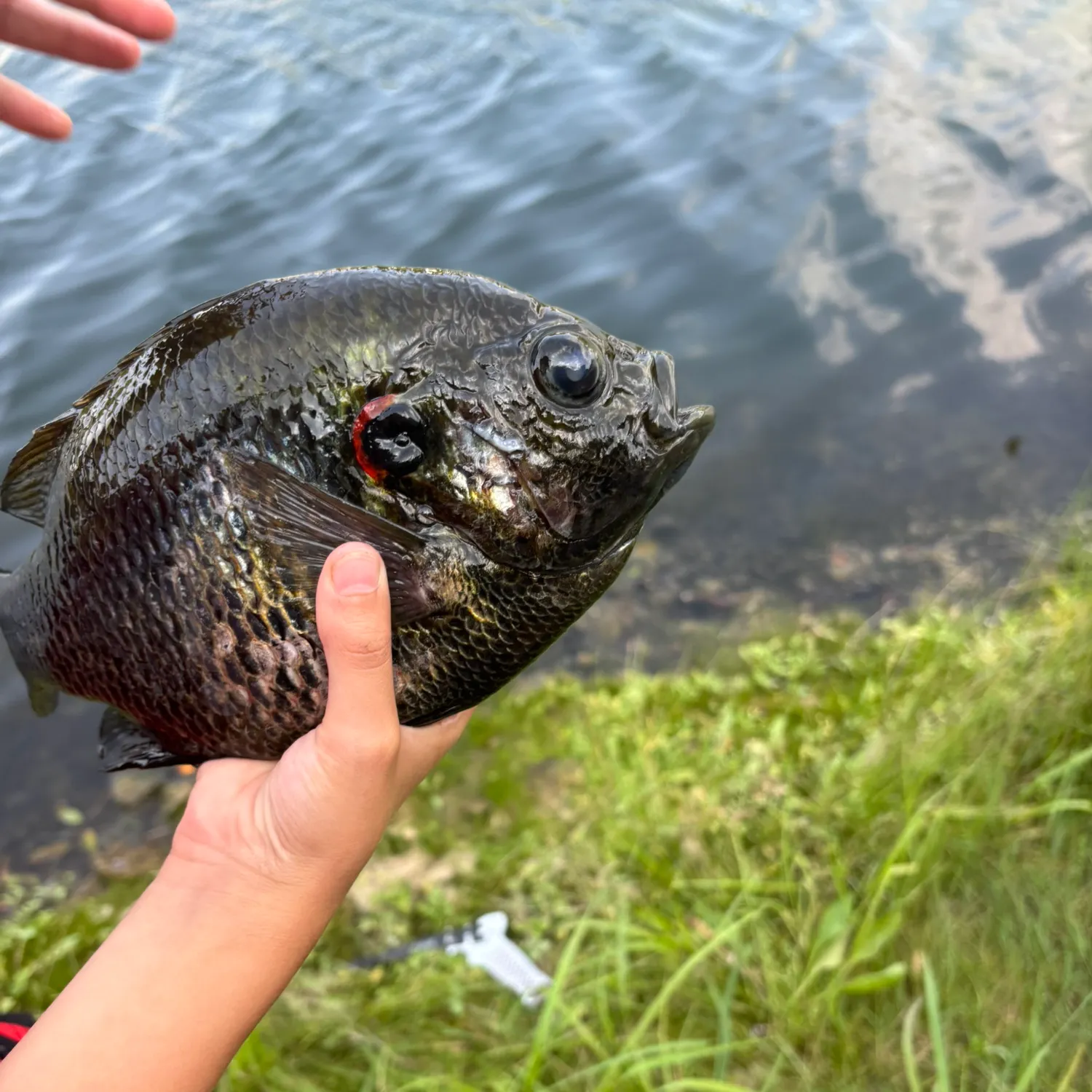 Bluegill caught on Fishbrain