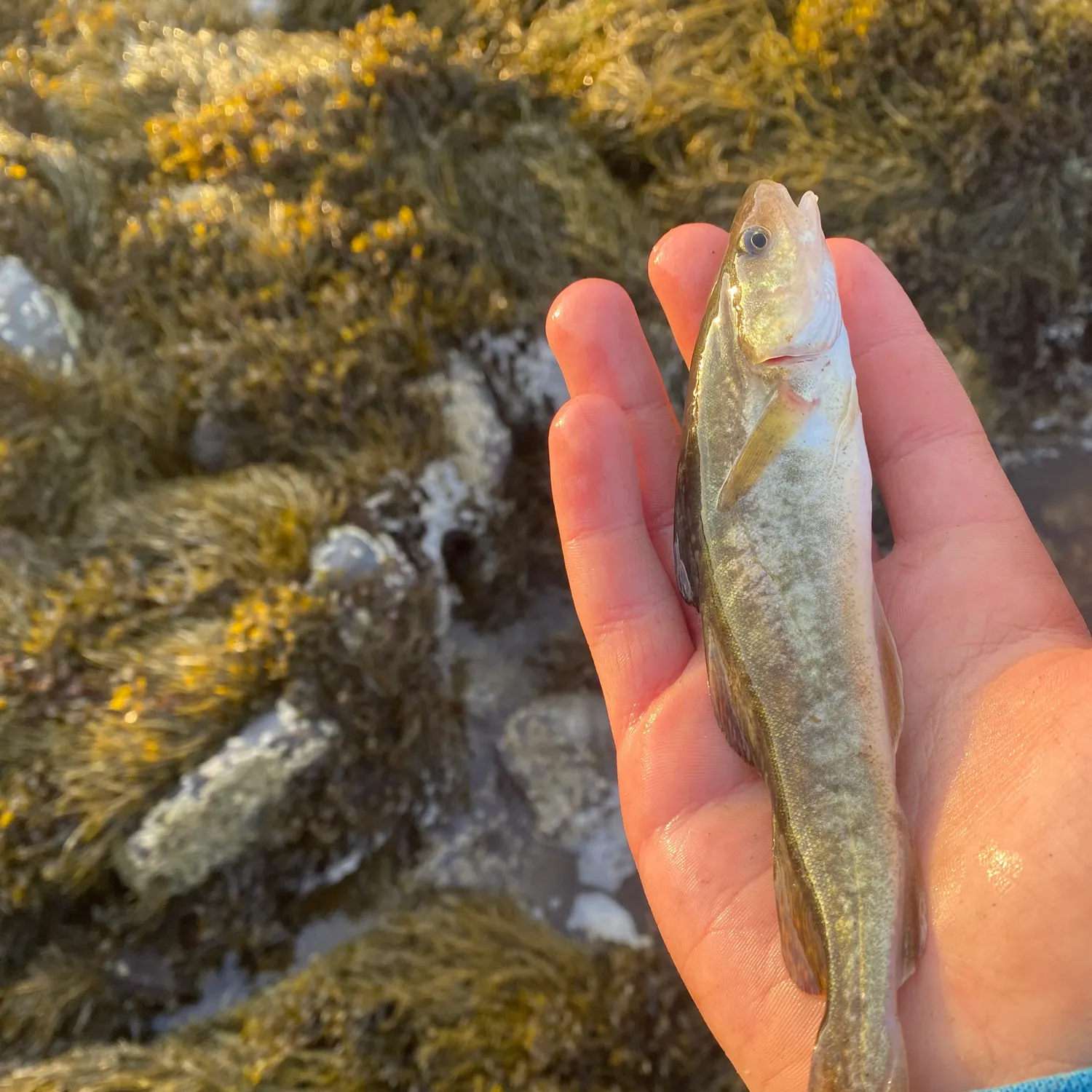 Atlantic cod caught on Fishbrain