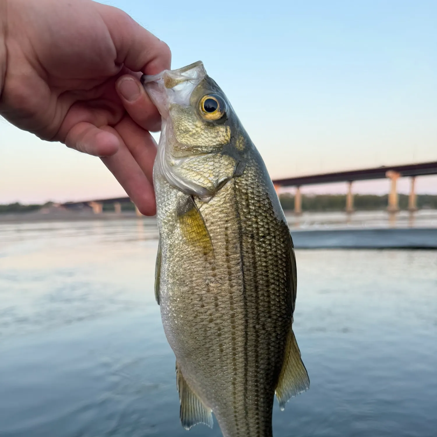 White bass caught on Fishbrain