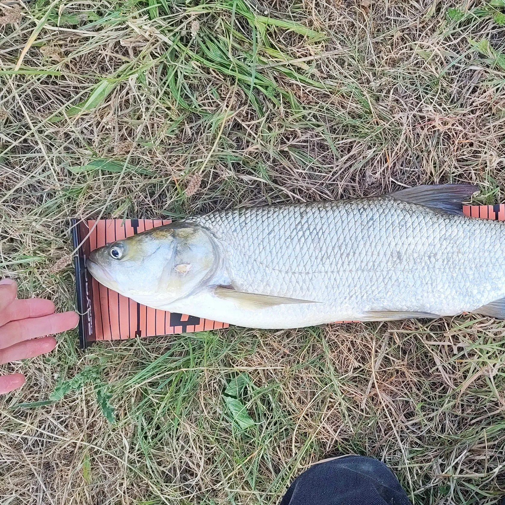 The most recent Asp catches on Fishbrain