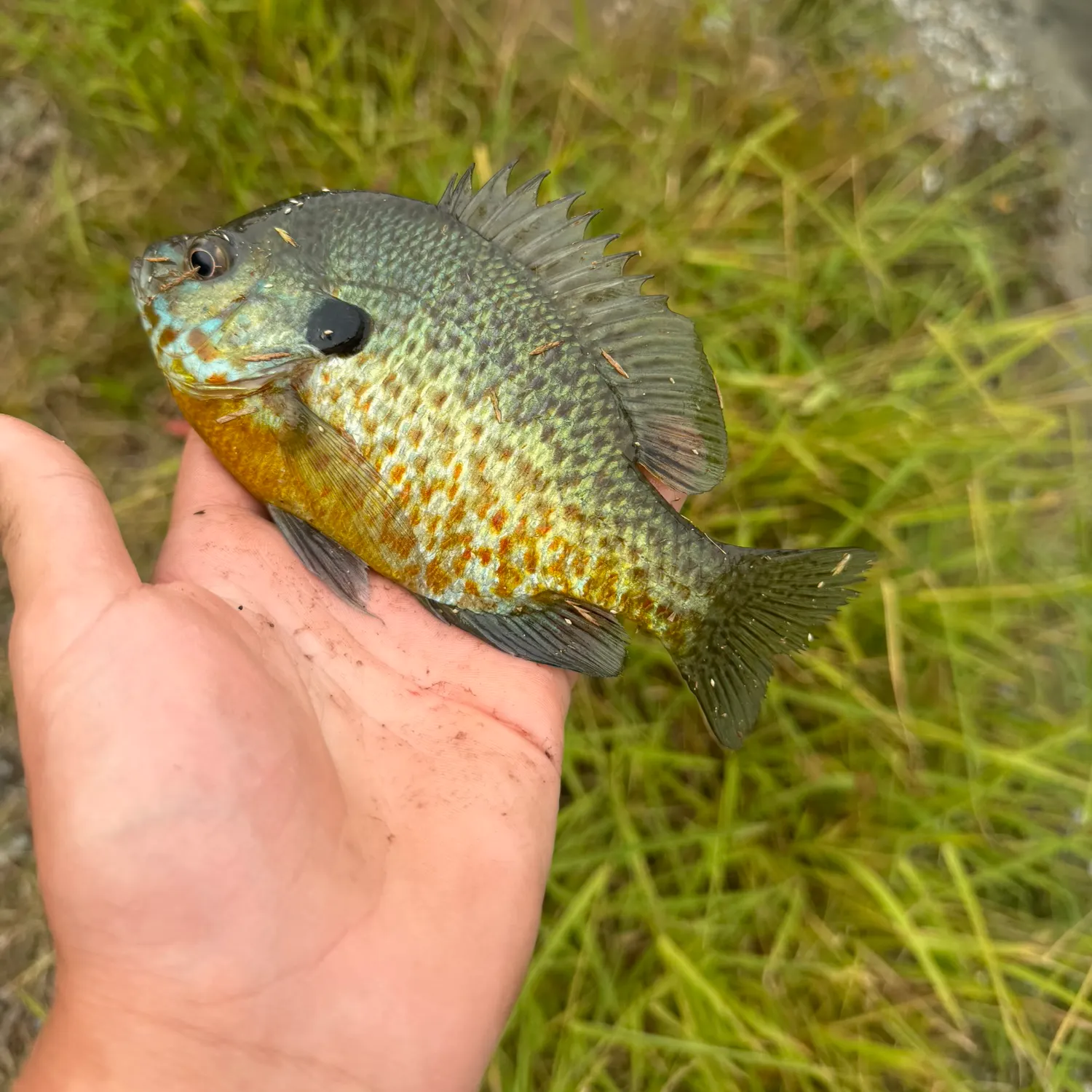 Pumpkinseed caught on Fishbrain
