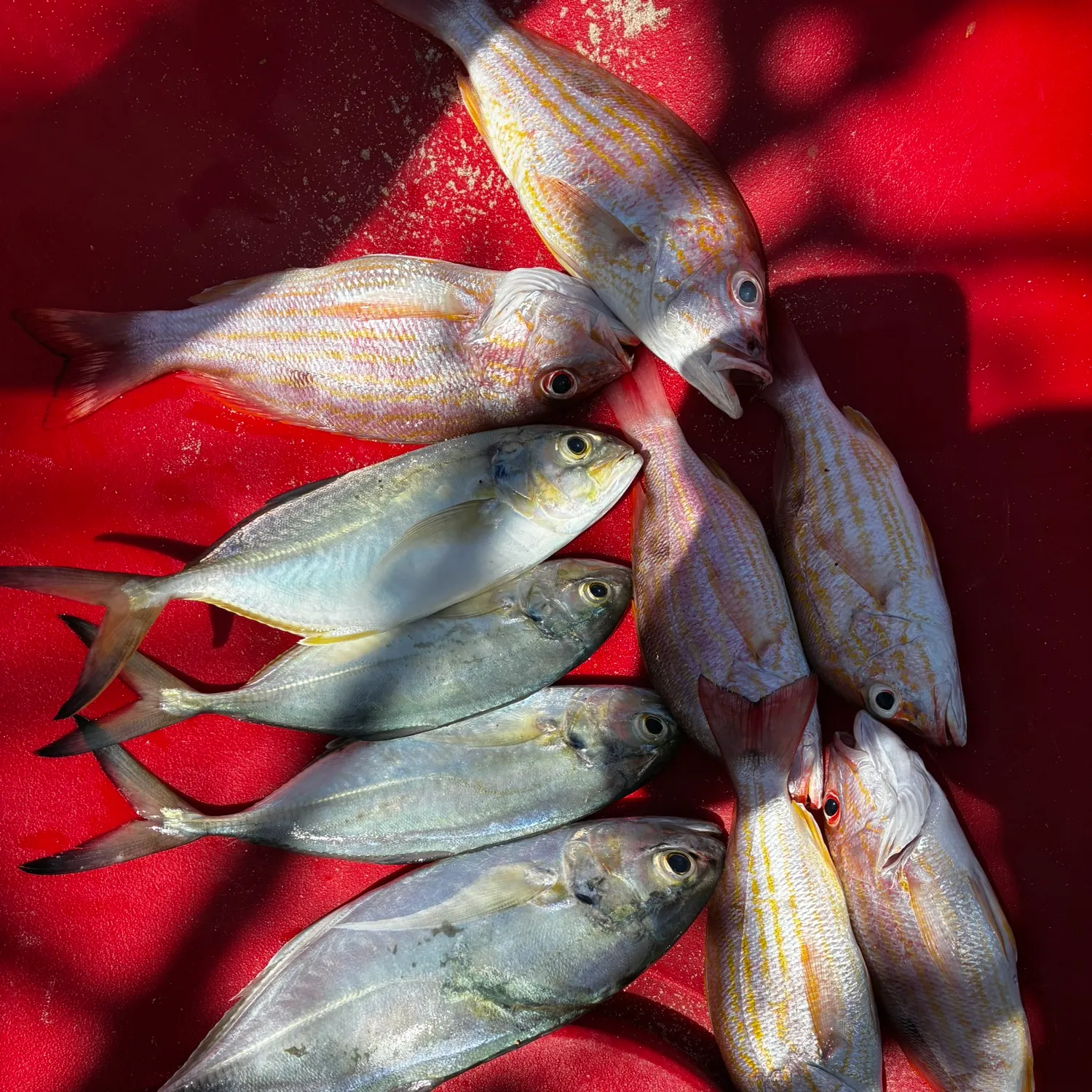 The most recent Blue runner catches on Fishbrain