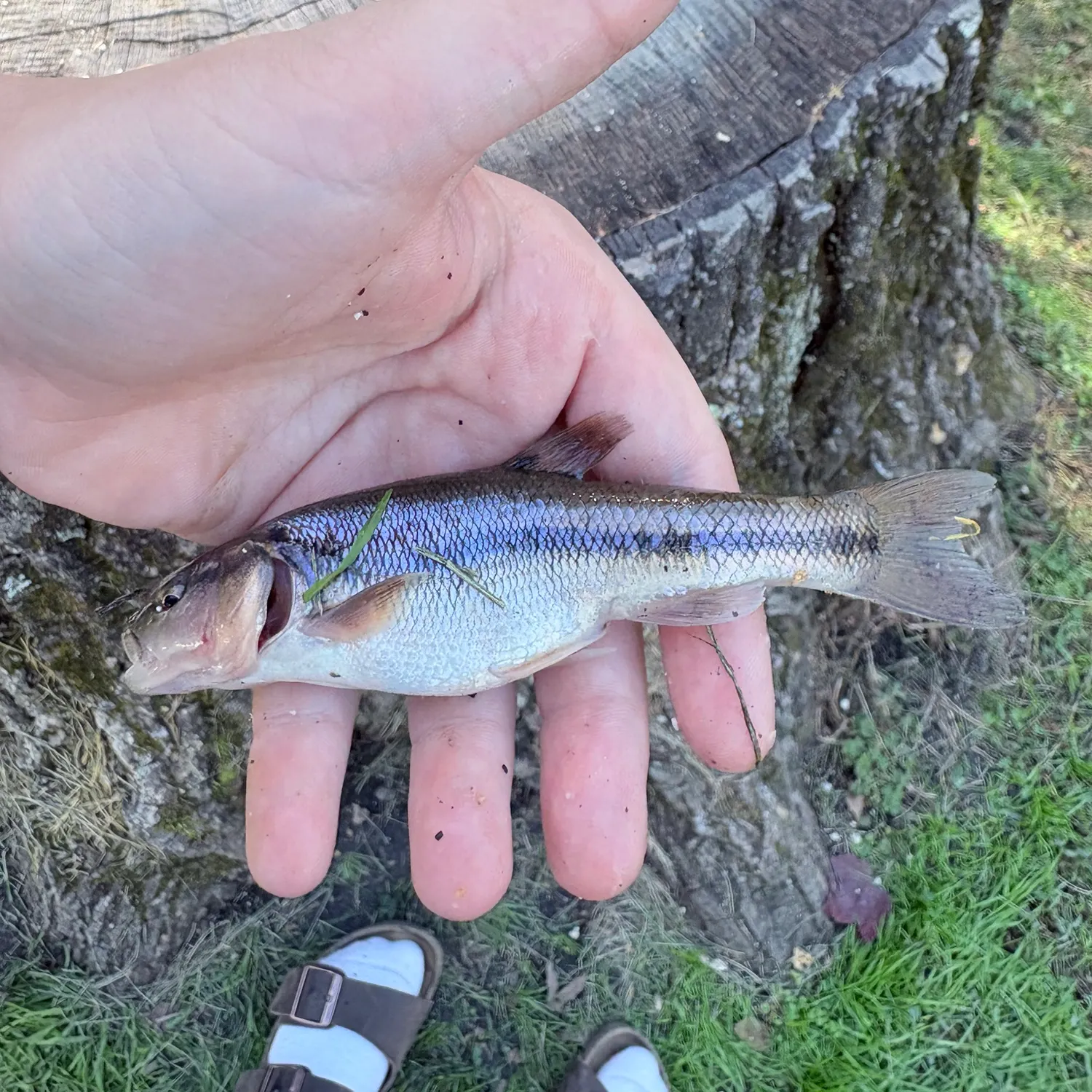 Creek chub caught on Fishbrain