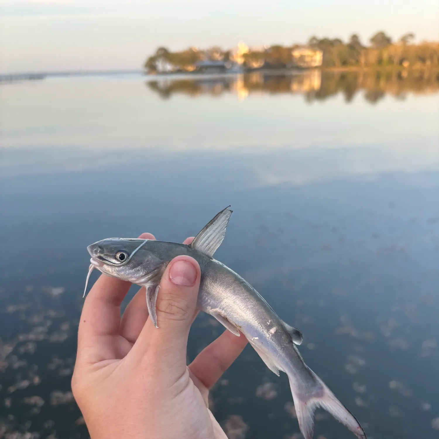 The most recent Gafftopsail sea catfish catches on Fishbrain