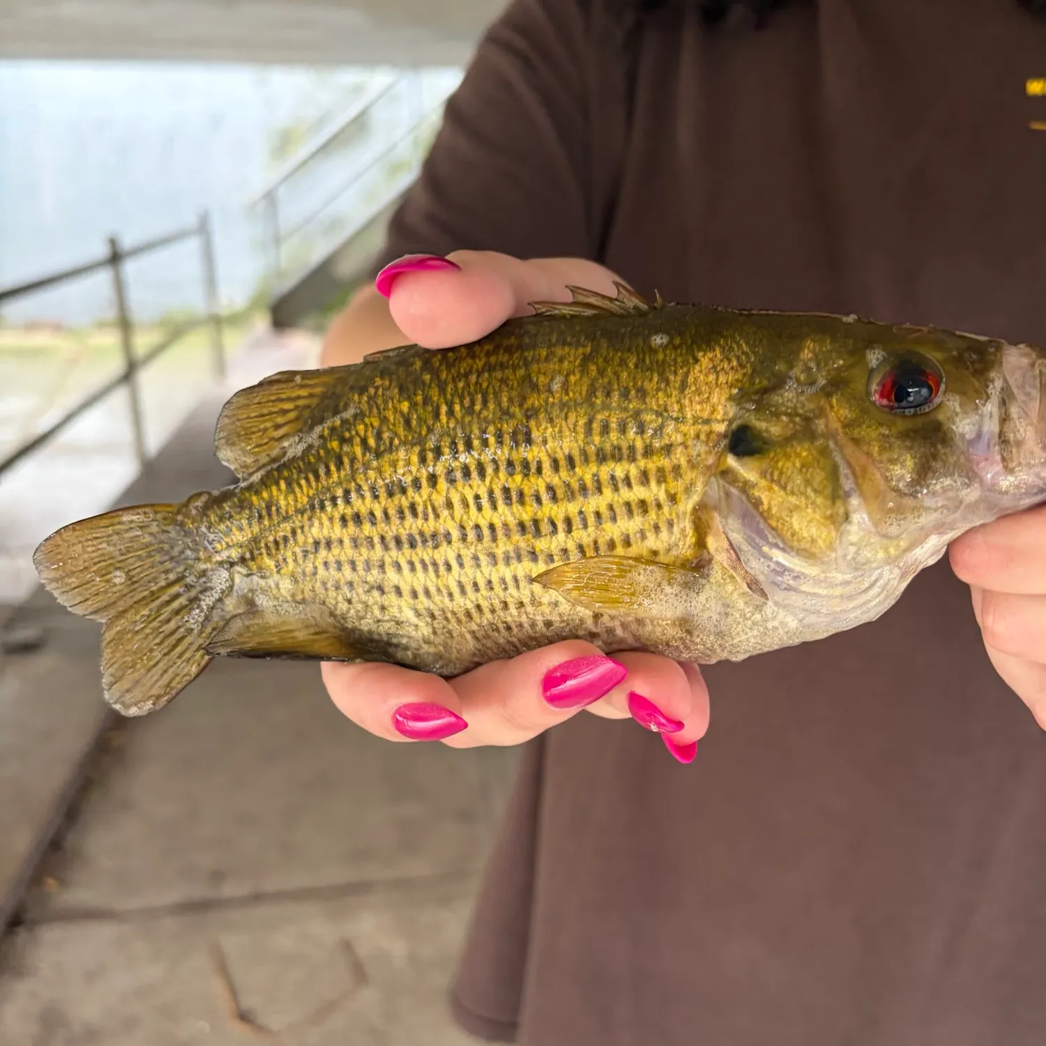 Rock bass caught on Fishbrain
