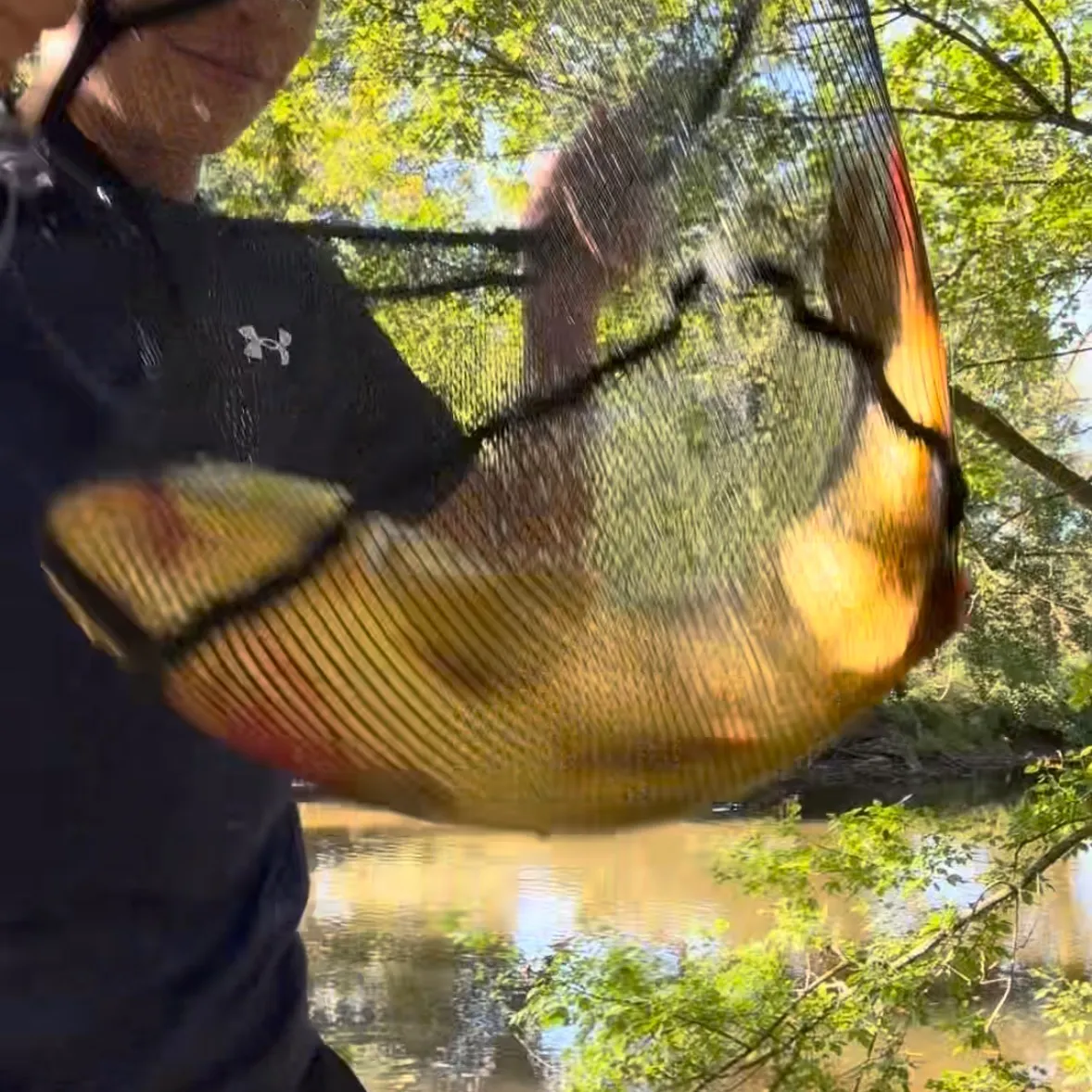 Common carp caught on Fishbrain