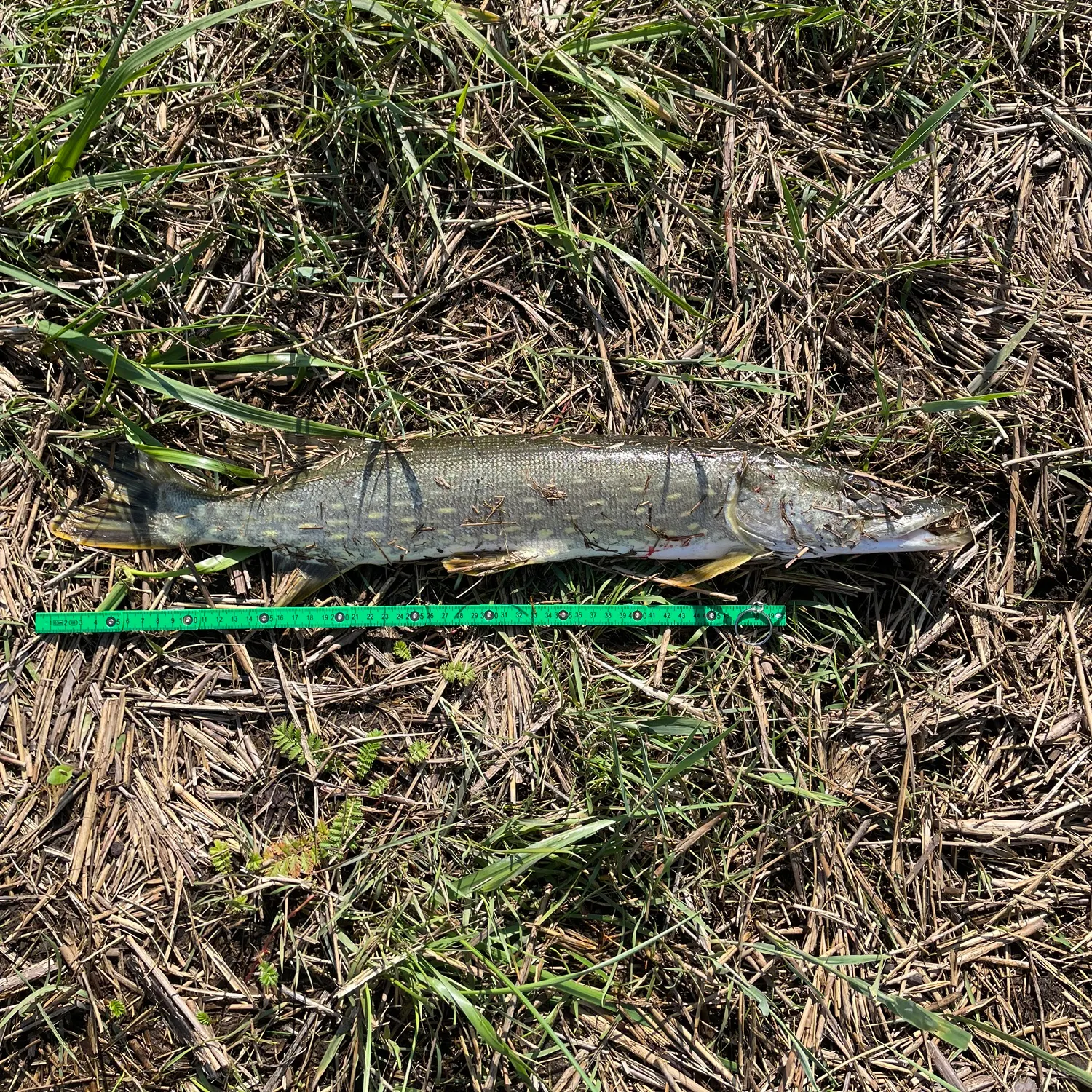 Northern pike caught on Fishbrain
