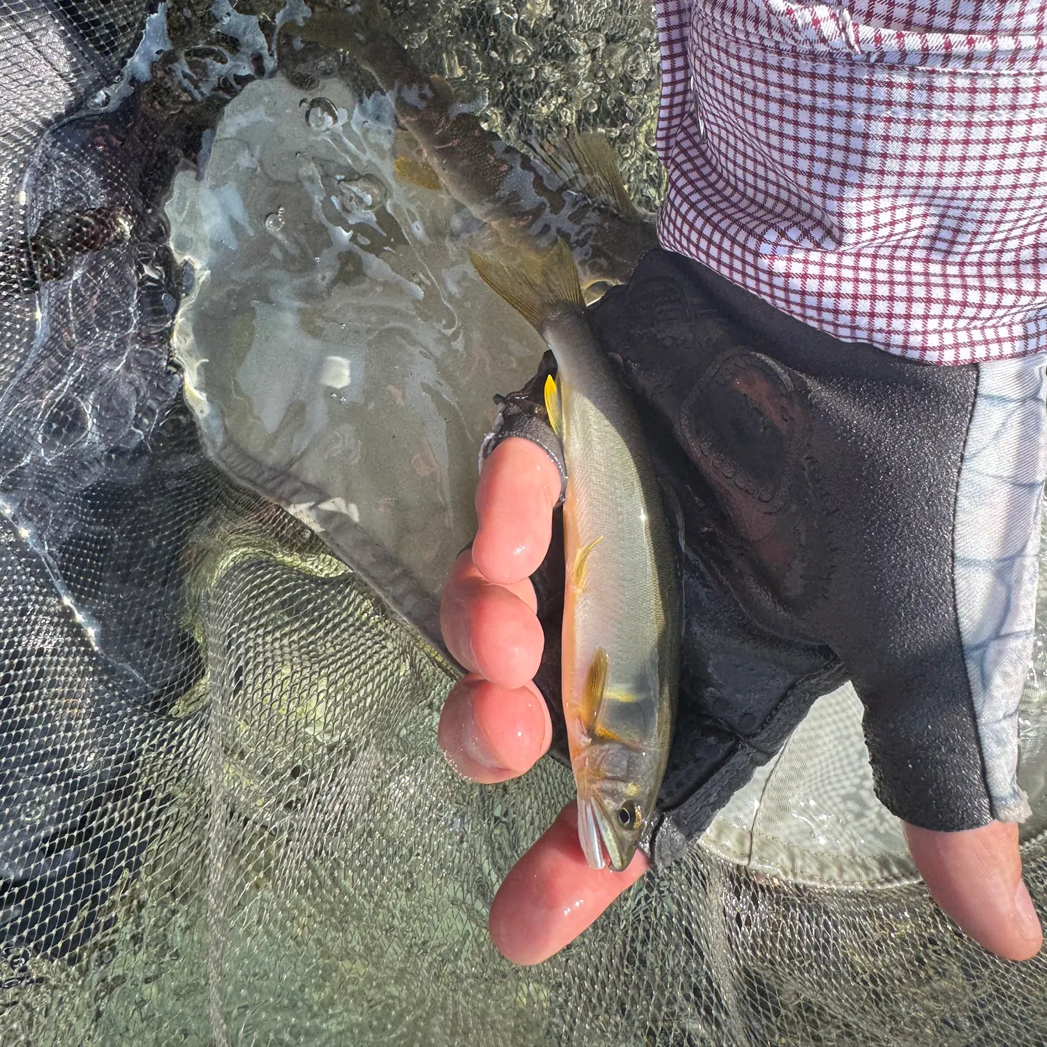 The most recent Ayu catches on Fishbrain