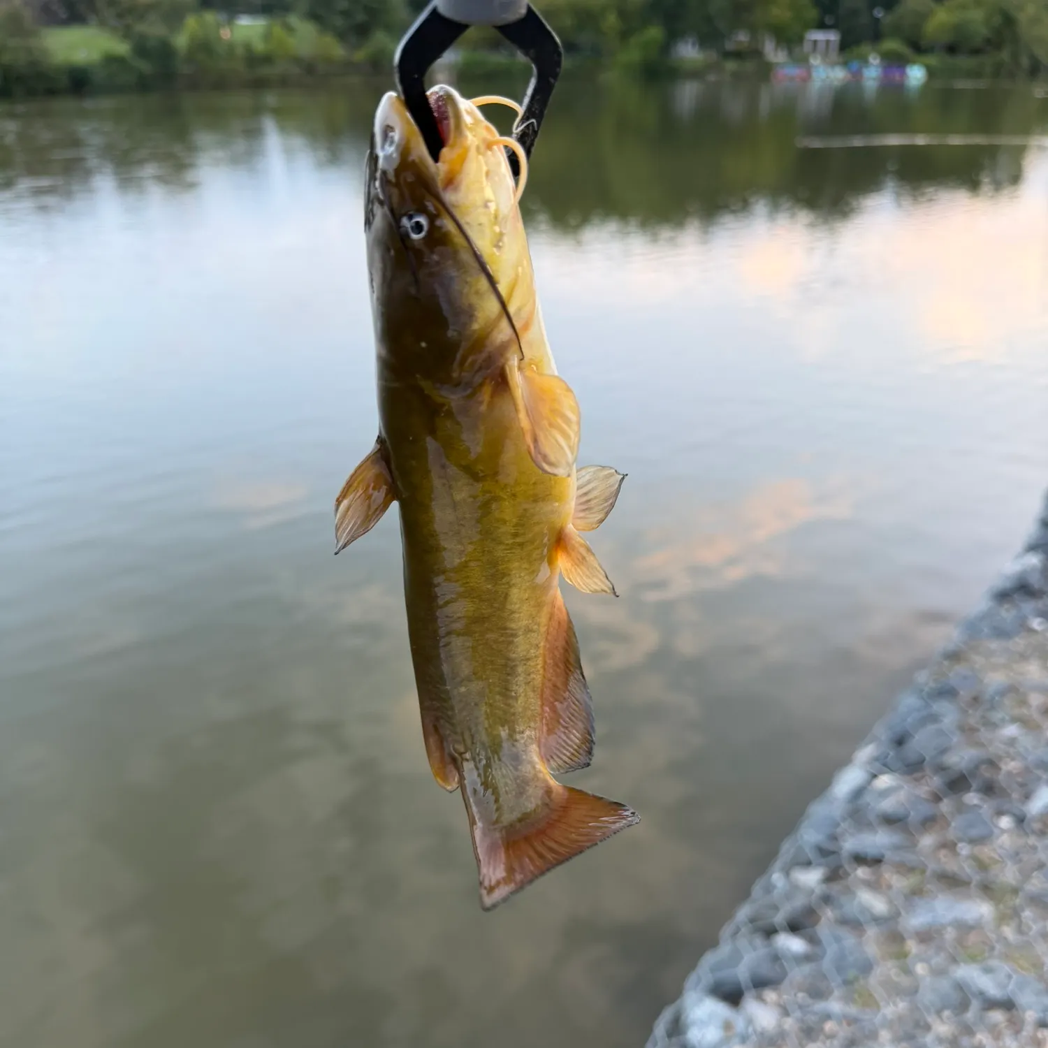 Black bullhead caught on Fishbrain
