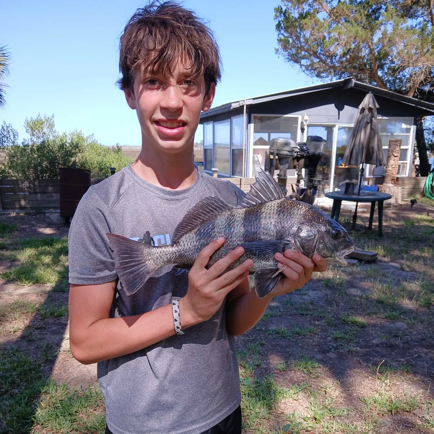 Black drum caught on Fishbrain