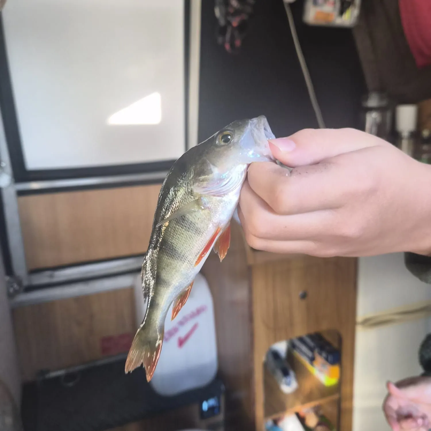 European perch caught on Fishbrain