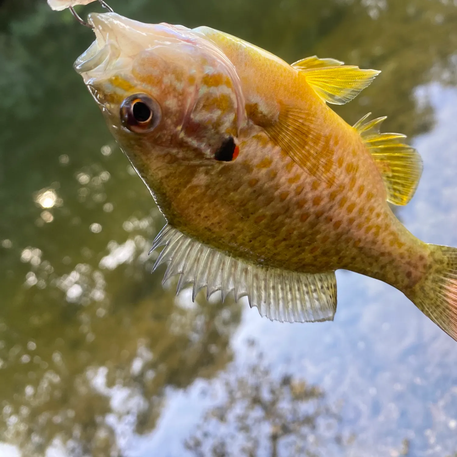 Pumpkinseed caught on Fishbrain