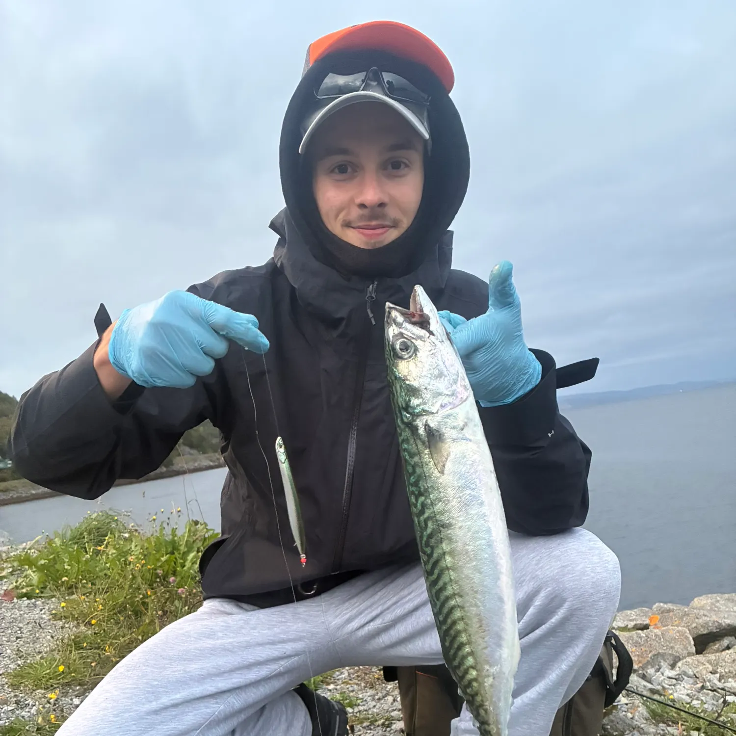 Atlantic mackerel caught on Fishbrain
