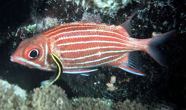 Crown squirrelfish