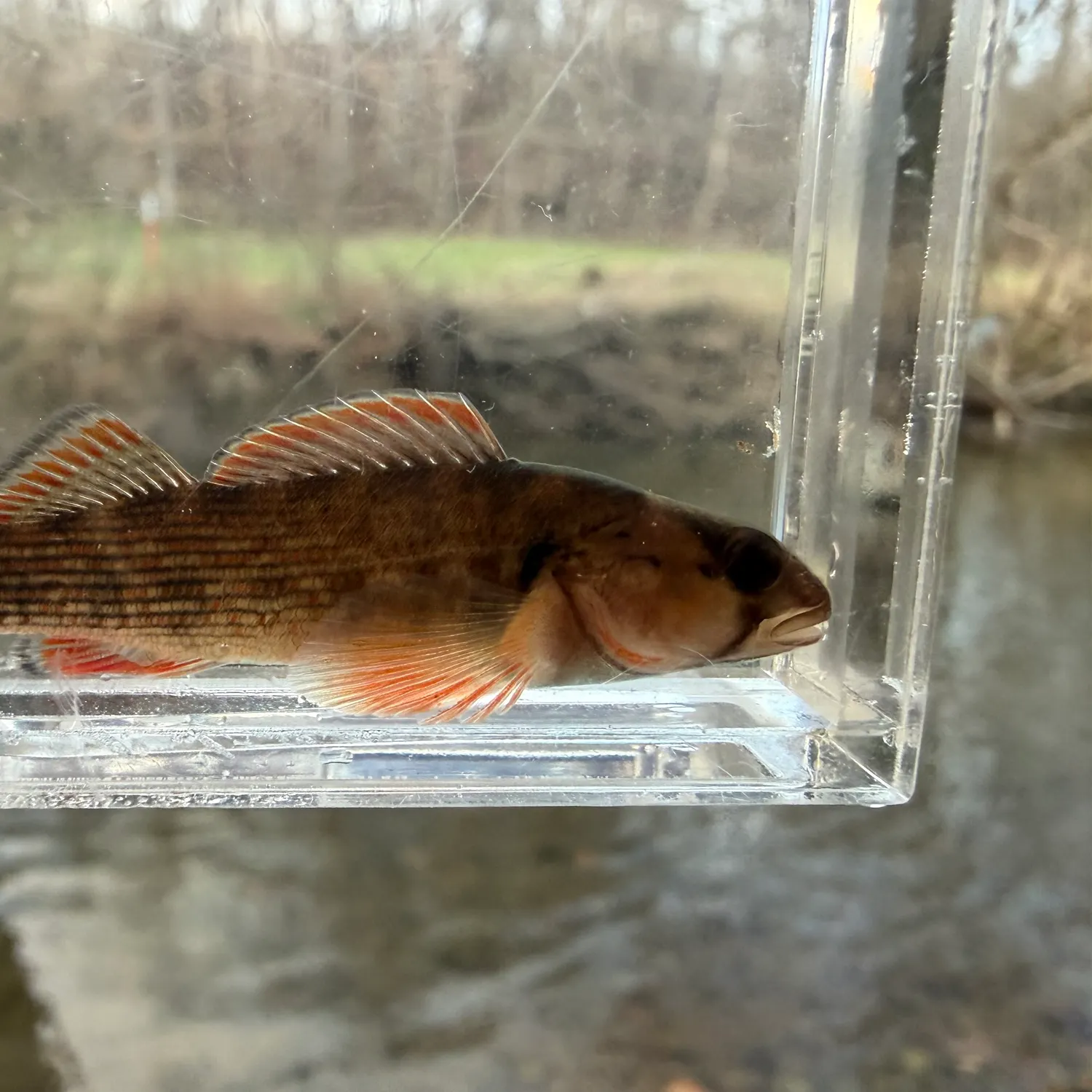 The most recent Orangefin shiner catches on Fishbrain