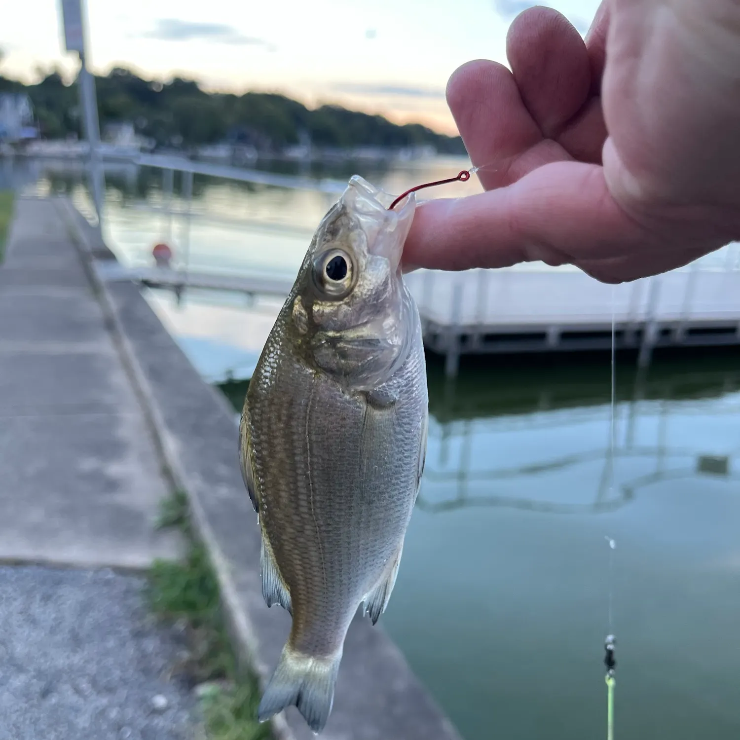 White perch caught on Fishbrain